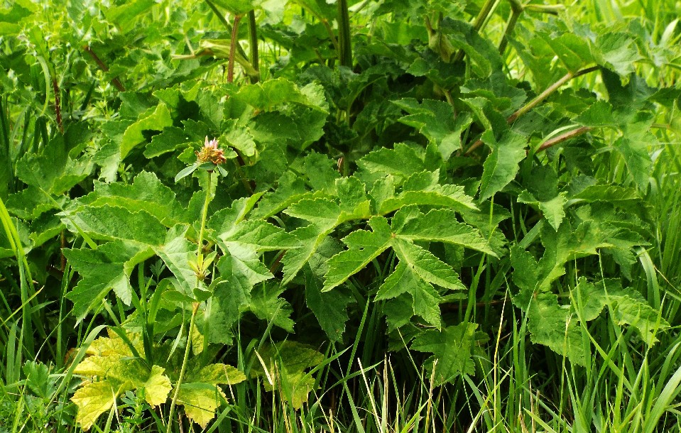 Apiacea: Heracleum sphondylium